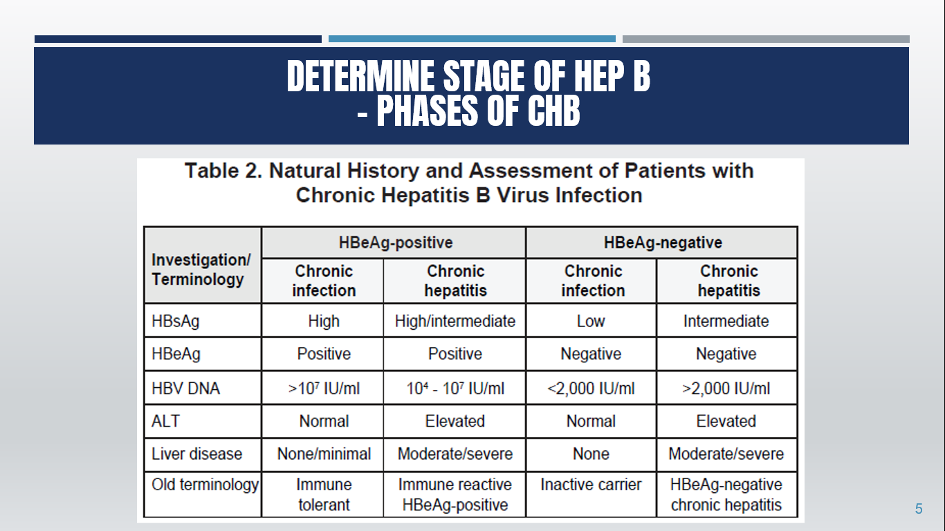 Phases of Hepatitis B